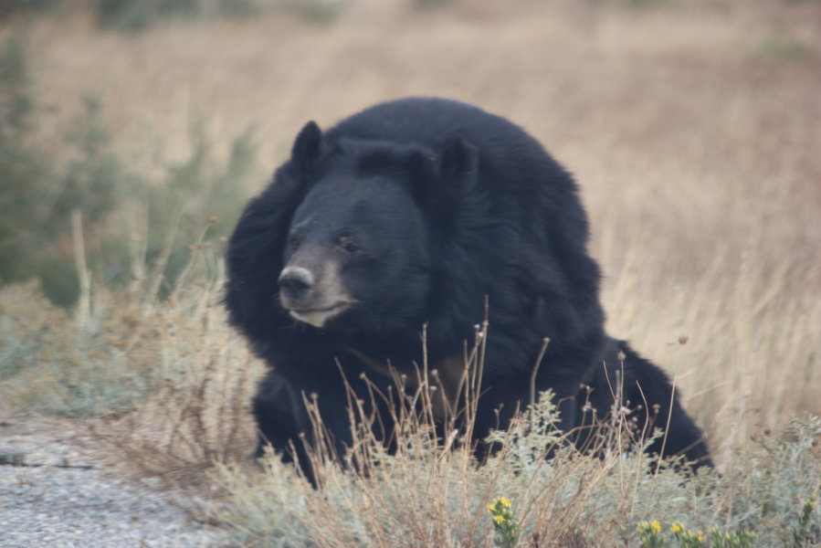 ***************** Hei feelt eng Foto **************